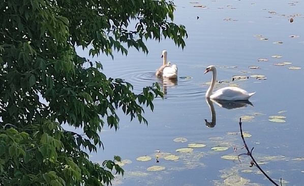 Аркаимские лебеди вывели в свет потомство