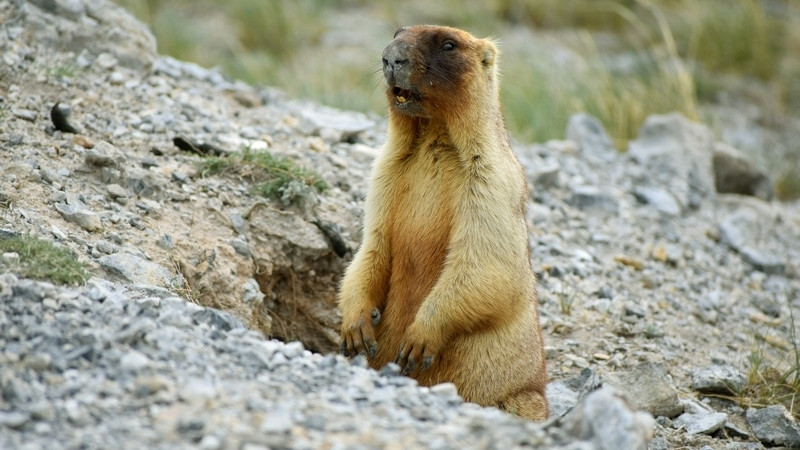 Сурки на Аркаиме проспали весь праздник